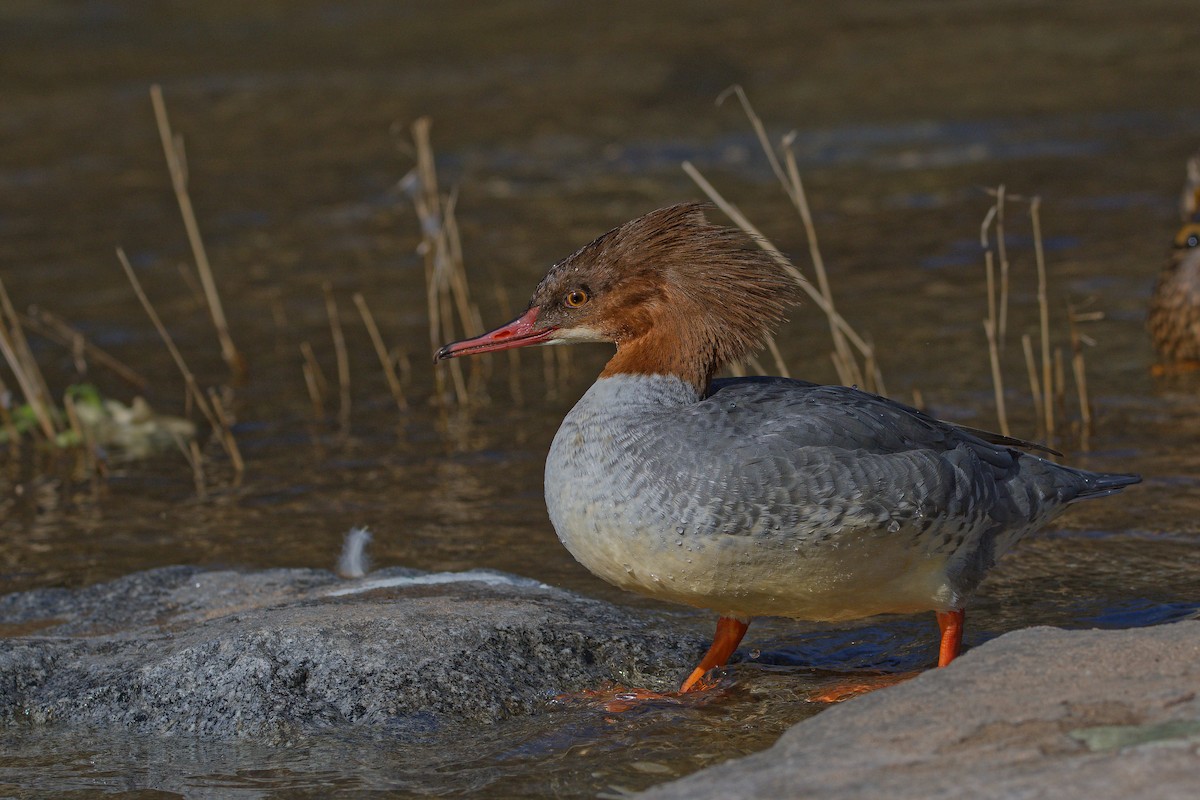 Common Merganser - ML644527216