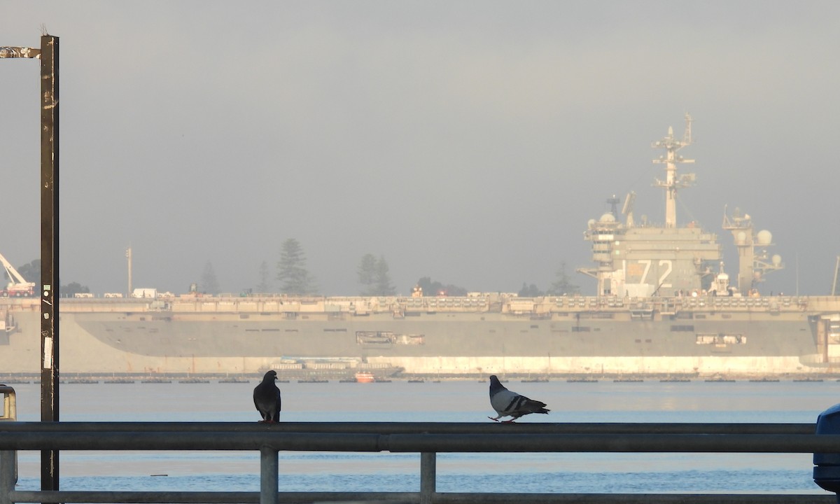 Rock Pigeon (Feral Pigeon) - ML644527217