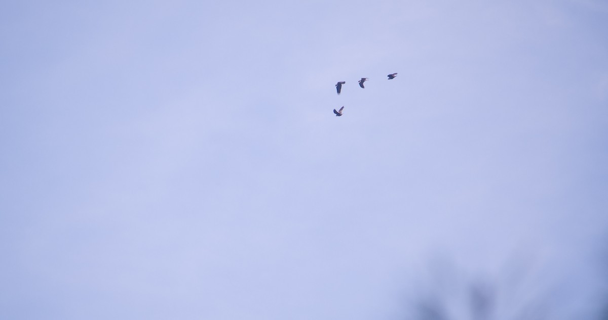 Kolkrabe - ML644527219