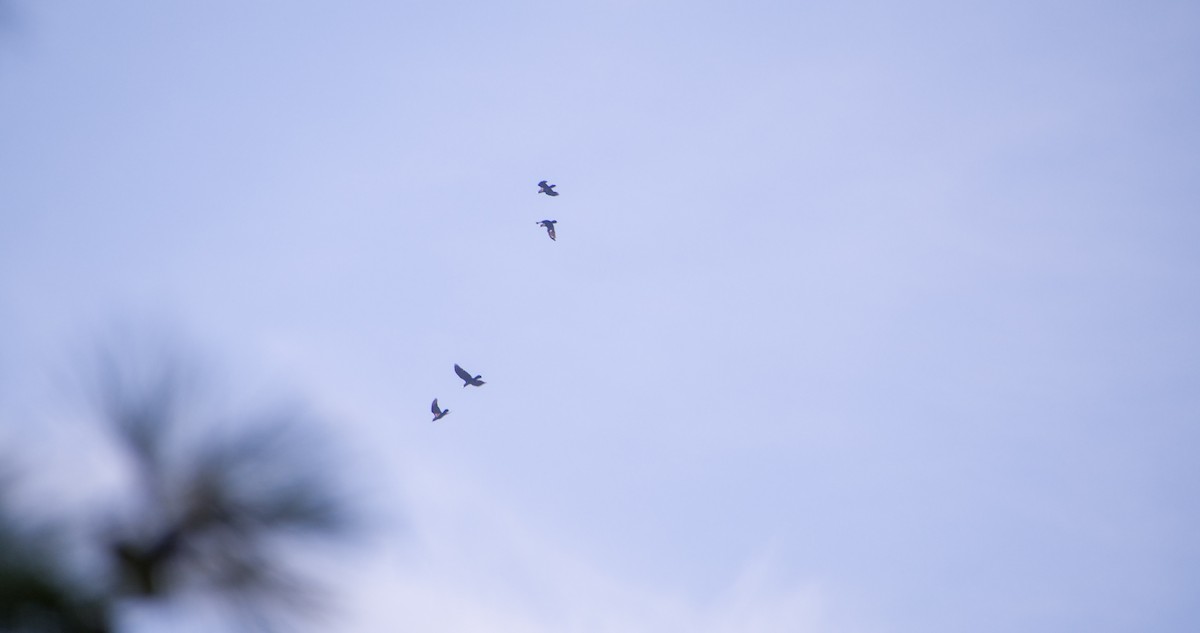 Kolkrabe - ML644527220