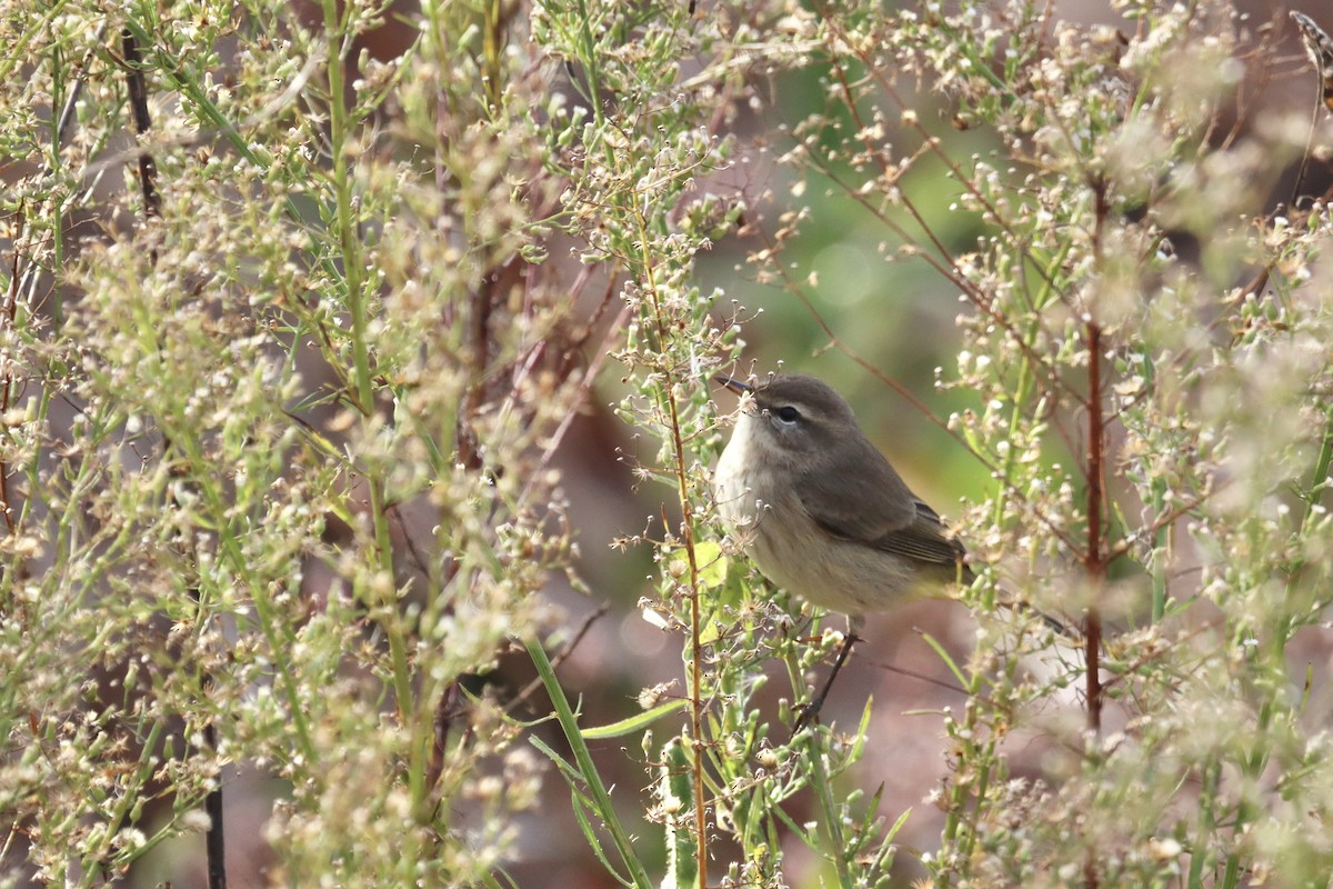 Palm Warbler - ML644527223