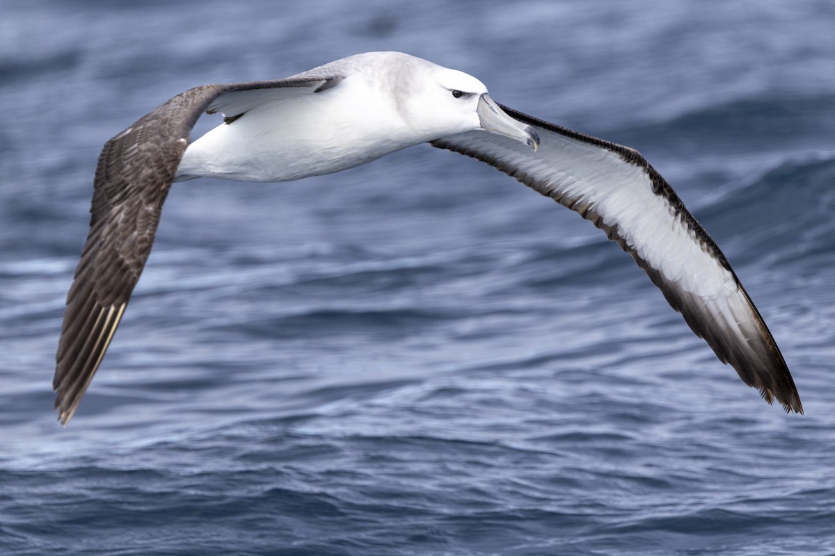 White-capped Albatross - ML644527224