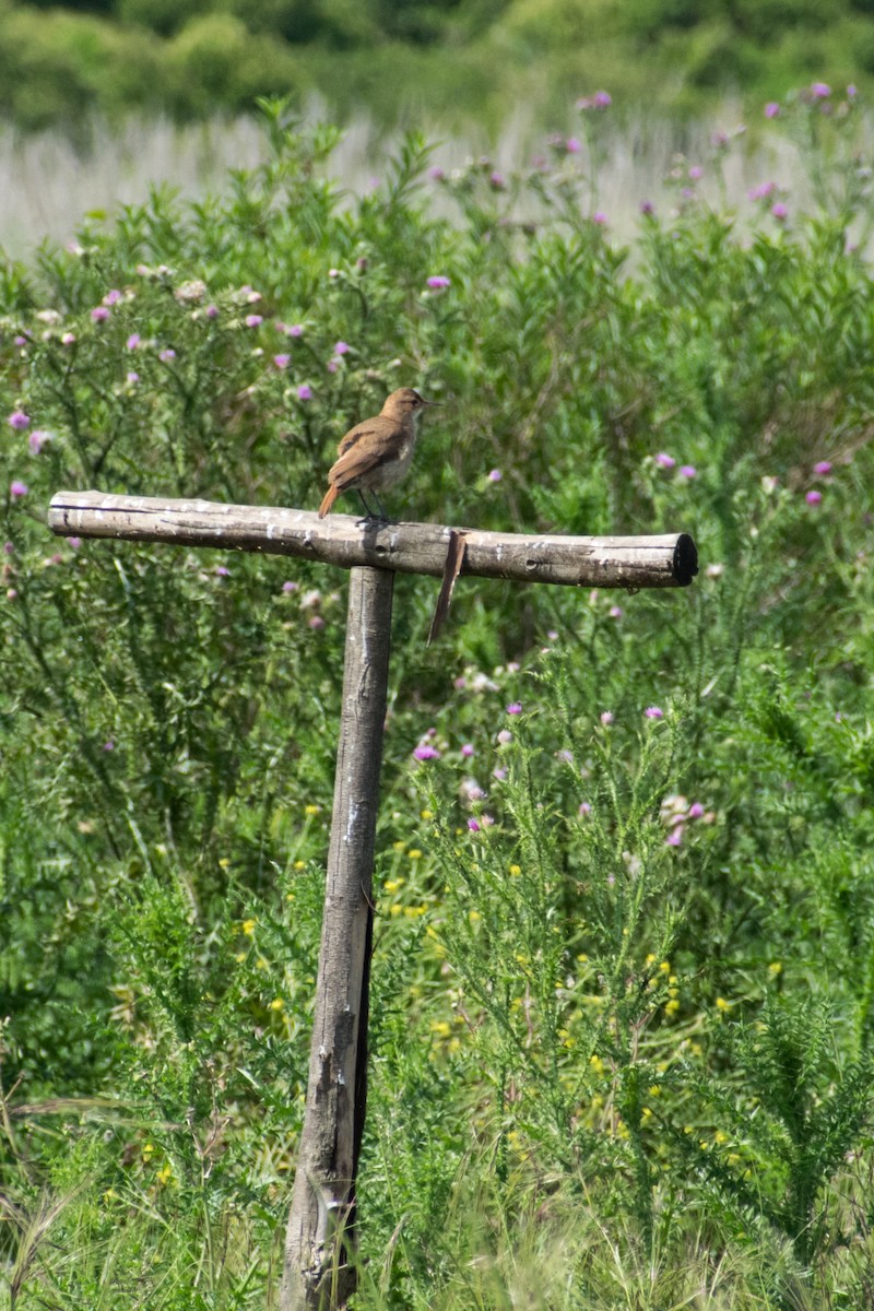 Pas Rengi Çömlekçikuşu - ML644527225