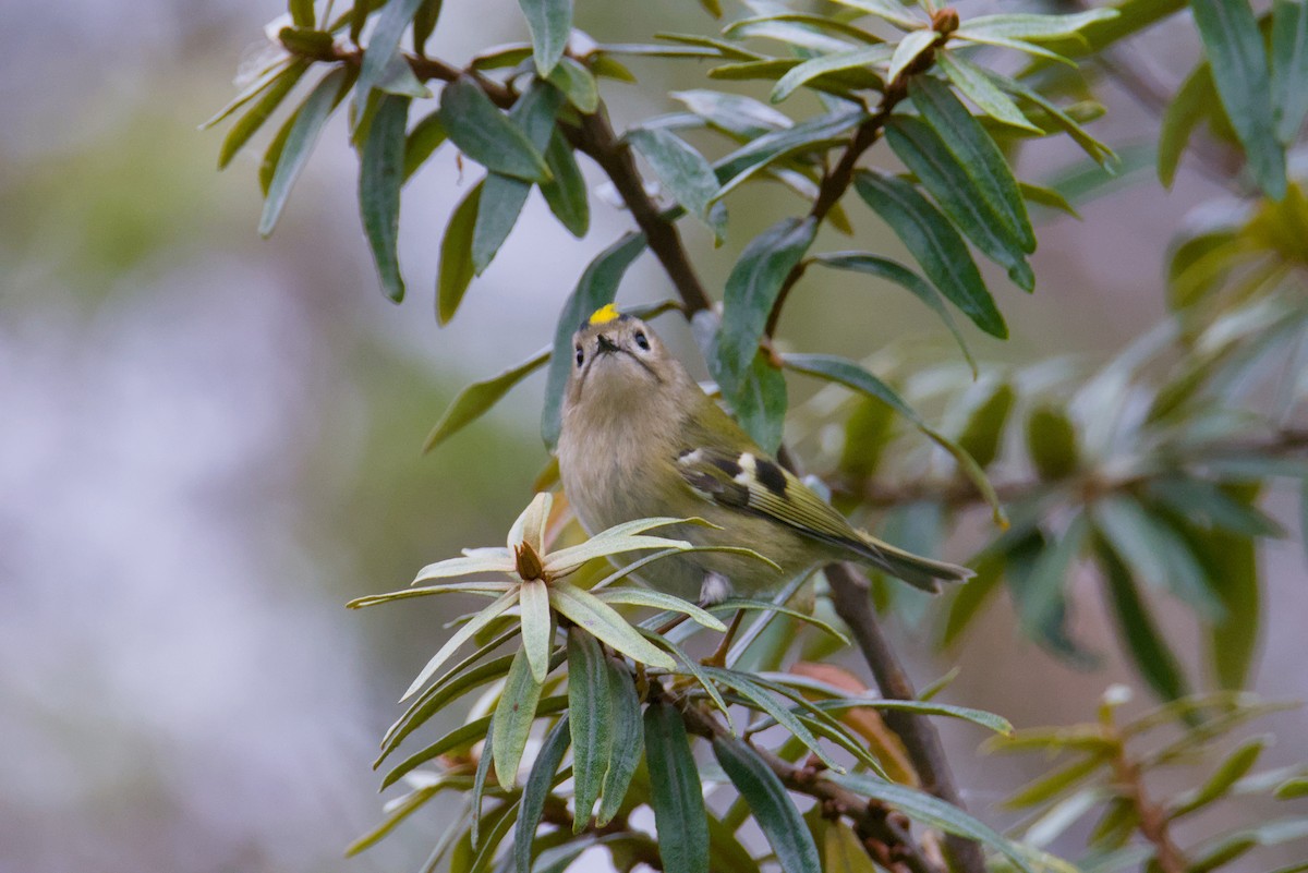 Goldcrest - ML644527227
