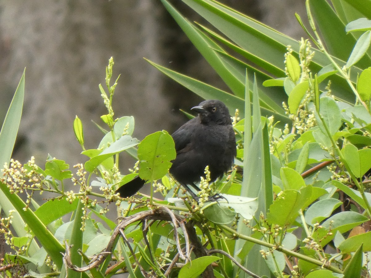 Carib Grackle - ML644527229