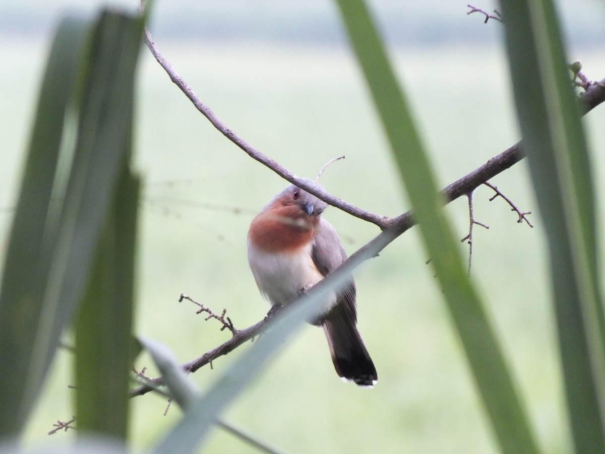 Dwarf Cuckoo - ML644527242