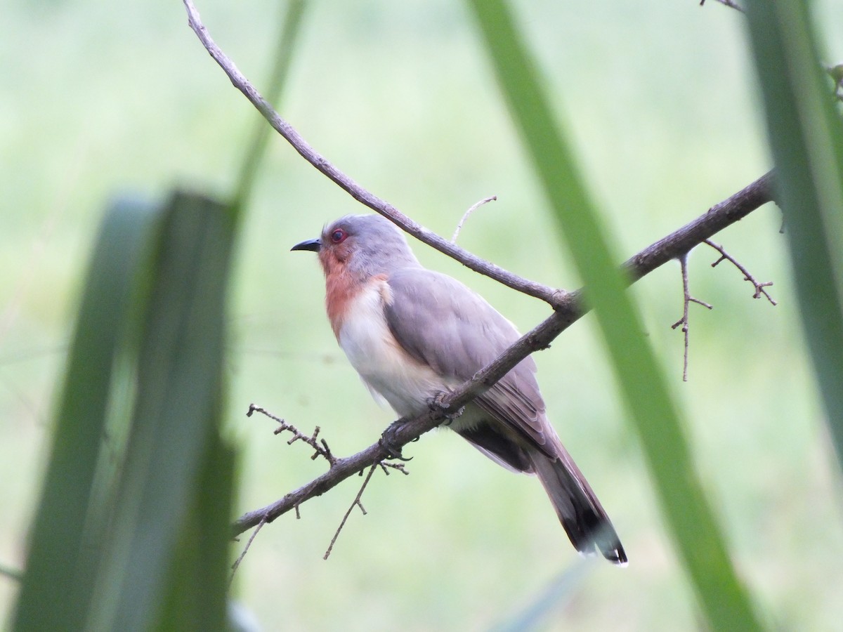 Dwarf Cuckoo - ML644527243