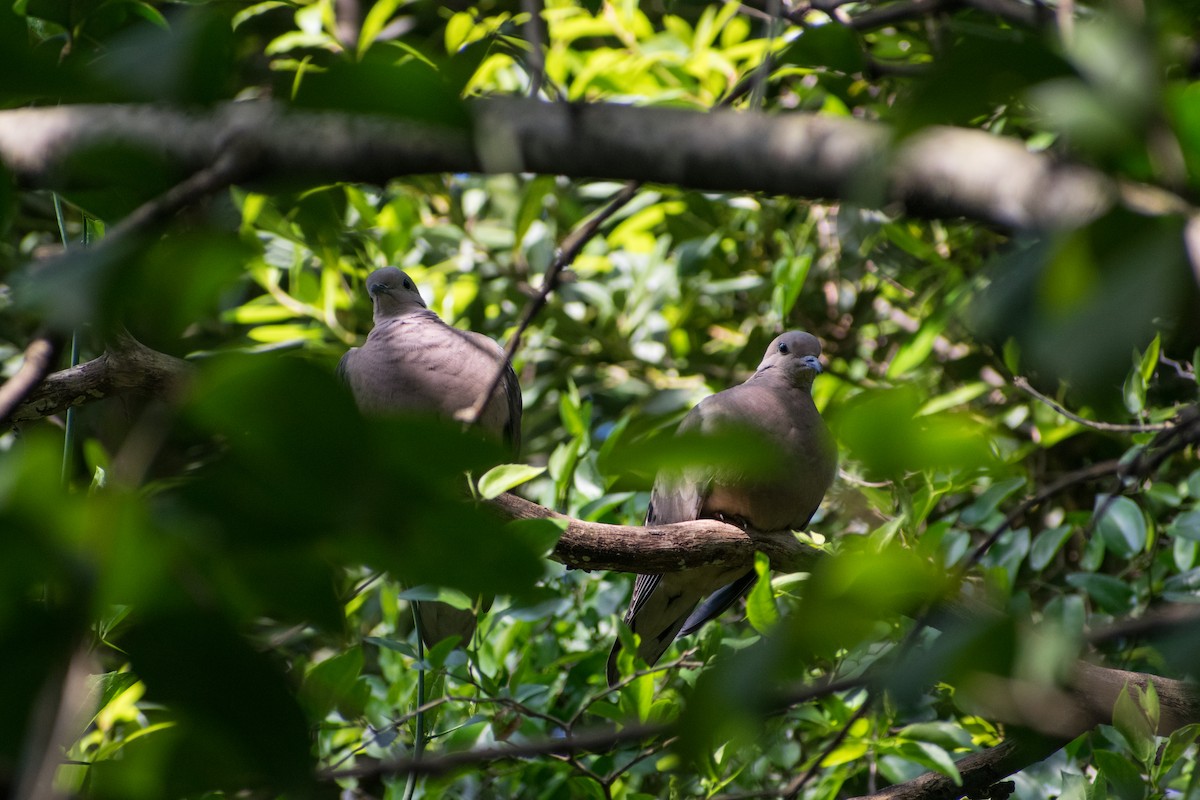 Zenaida belarriduna - ML644527249