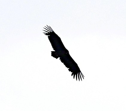 Buitre Negro - ML644527251
