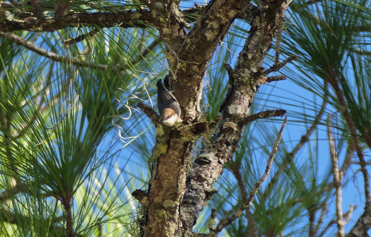 Brown-headed Nuthatch - ML644527252
