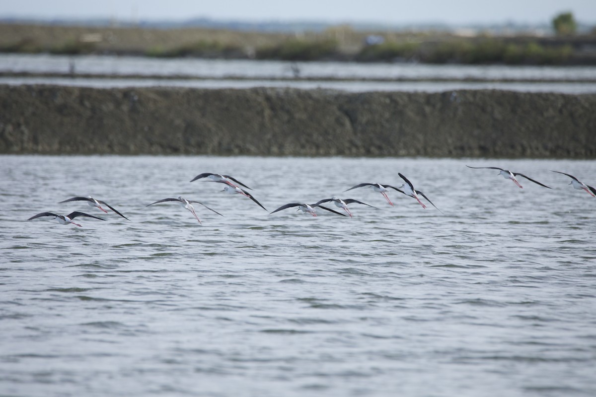 高蹺鴴 - ML644527258