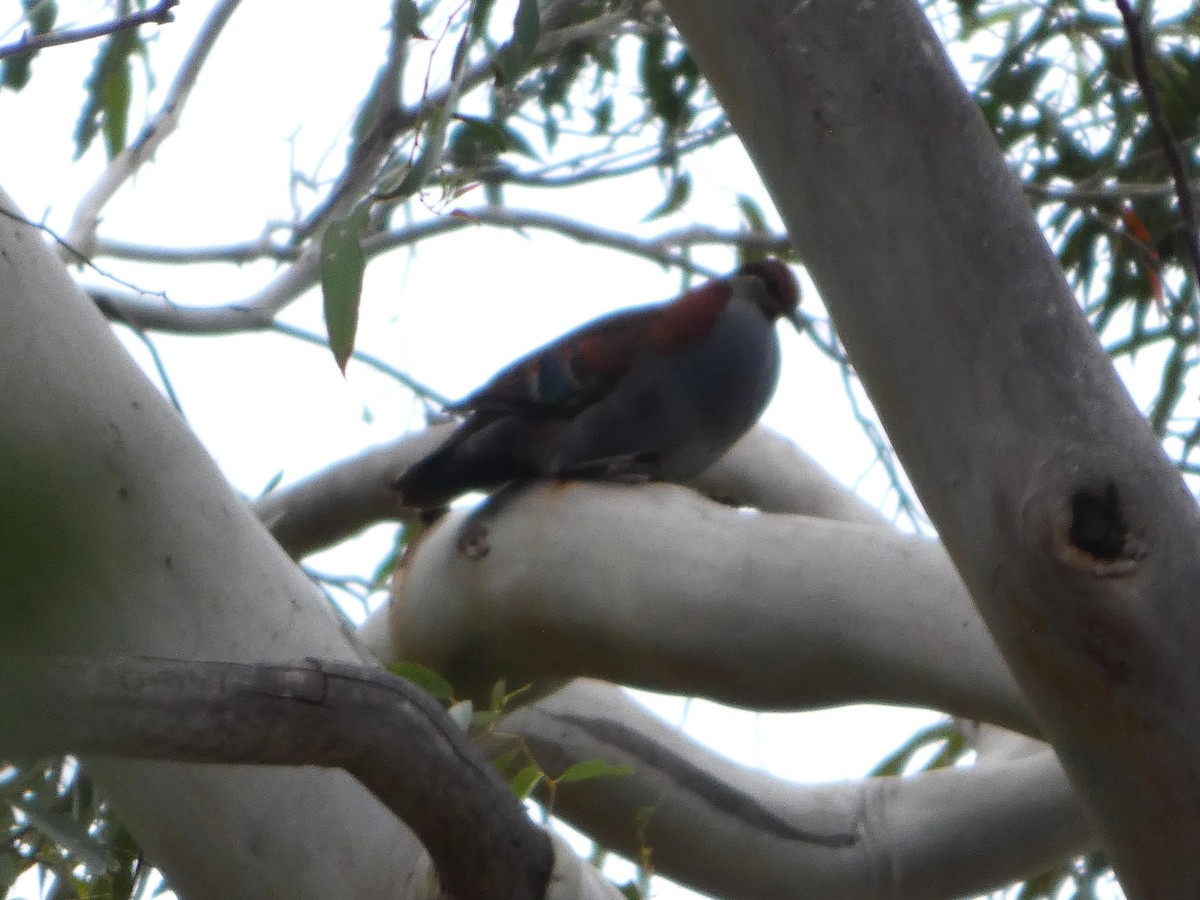 holub pestrokřídlý - ML644527260