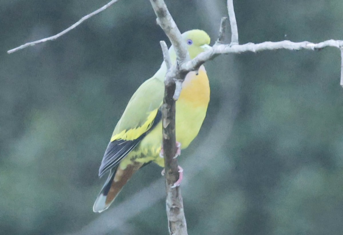 橙胸綠鳩 - ML644527266