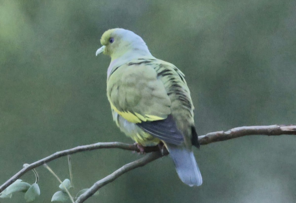 橙胸綠鳩 - ML644527272