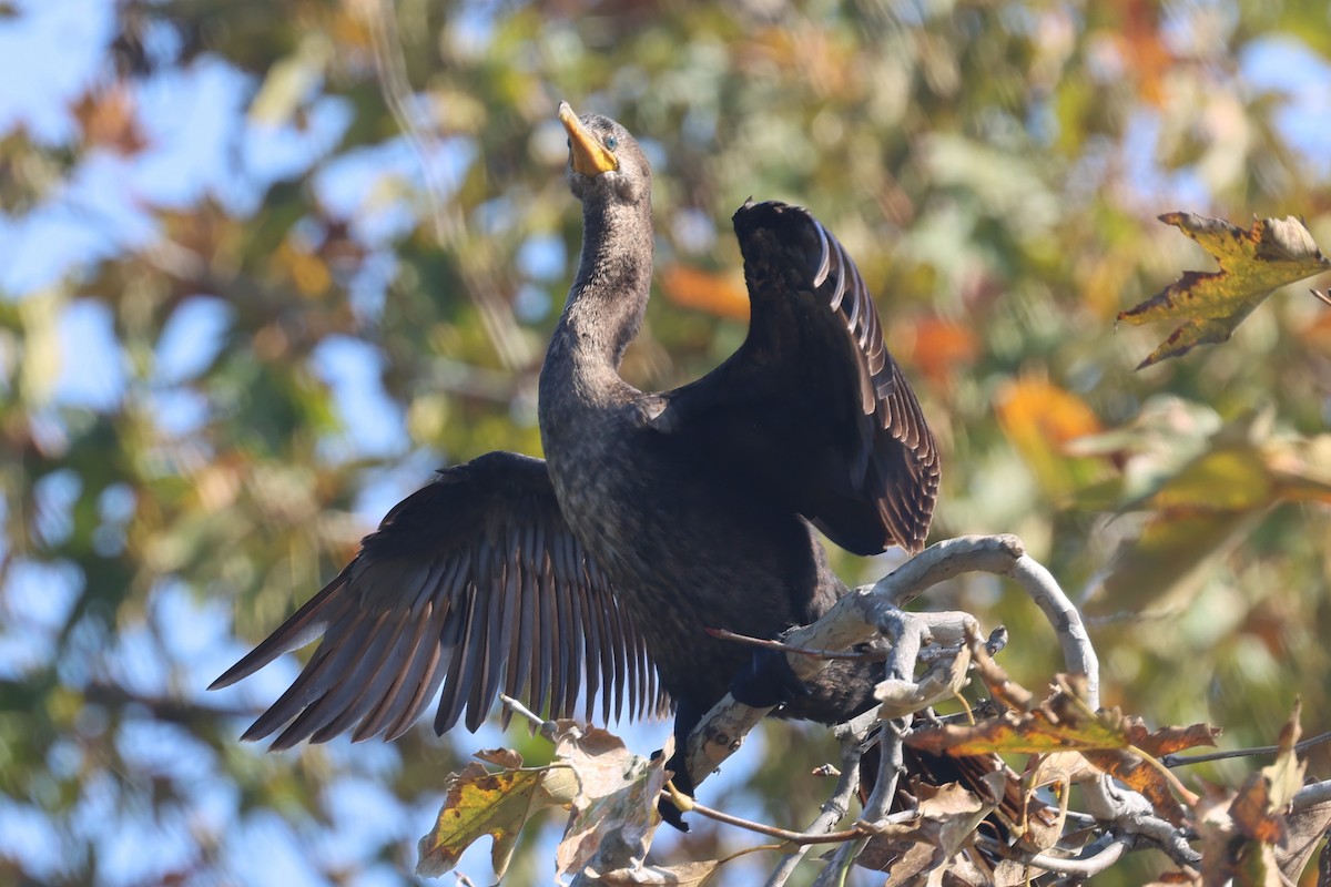 Neotropic Cormorant - ML644527273