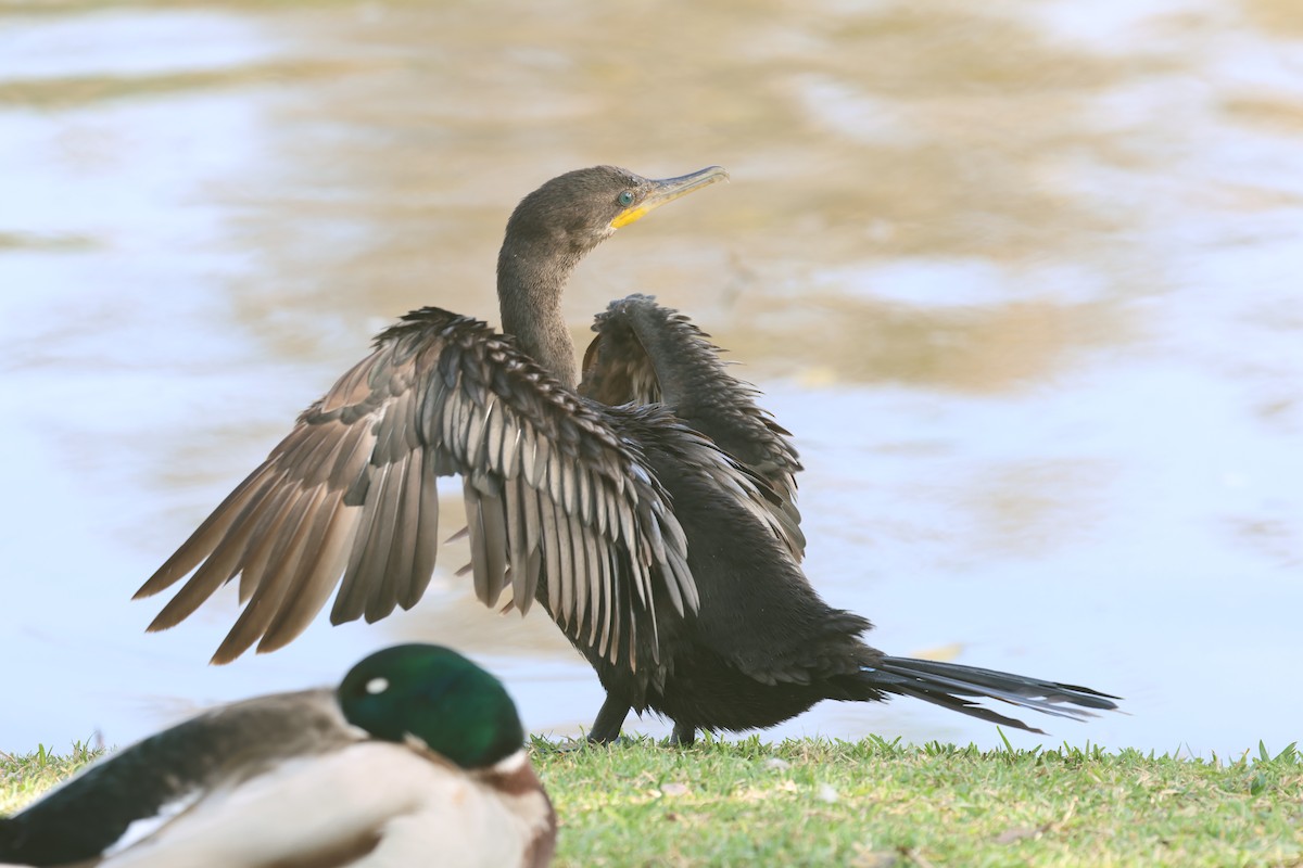 Neotropic Cormorant - ML644527274