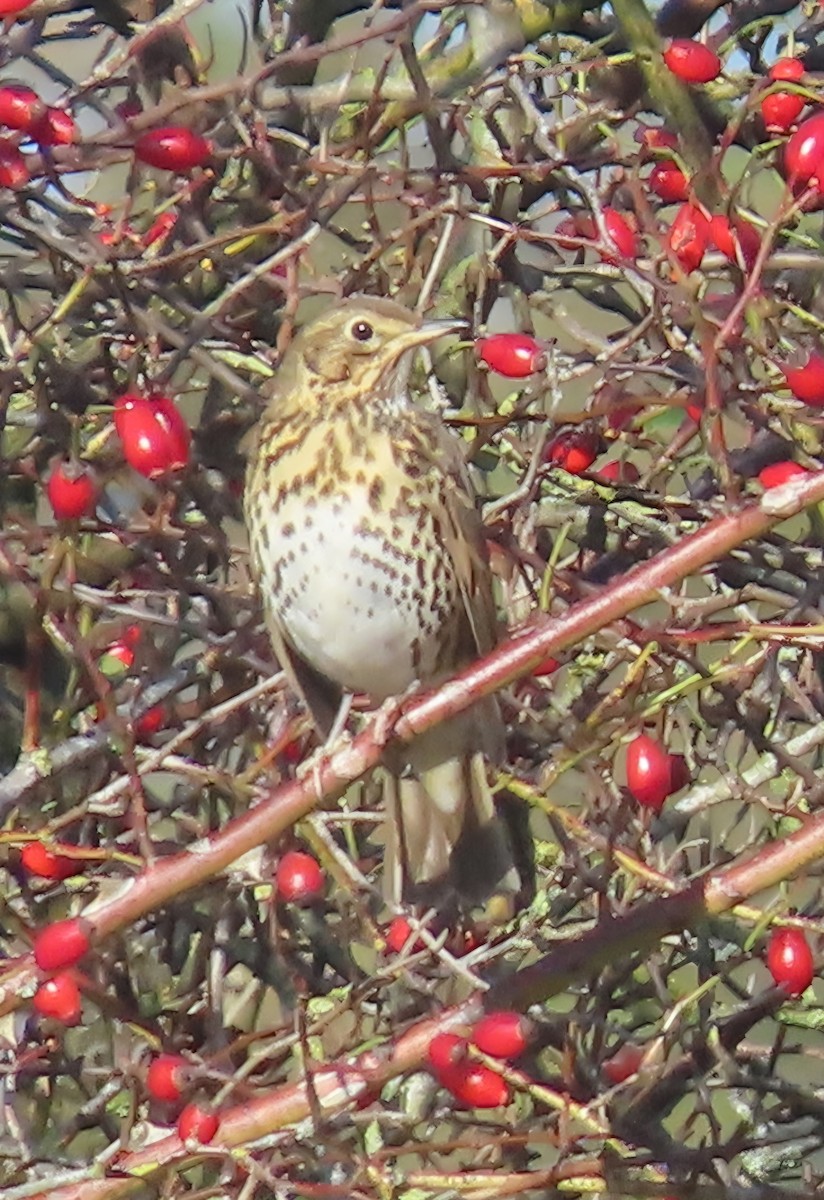 Song Thrush - ML644527282