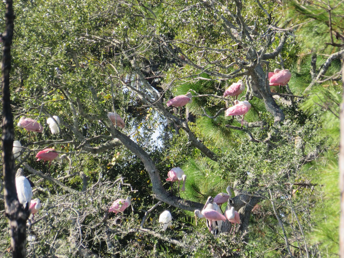 rosenskjestork - ML644527332