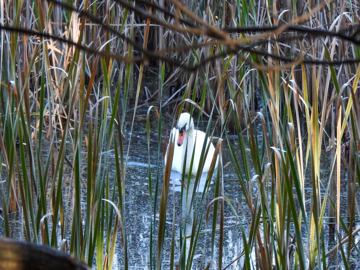 Mute Swan - ML644527338