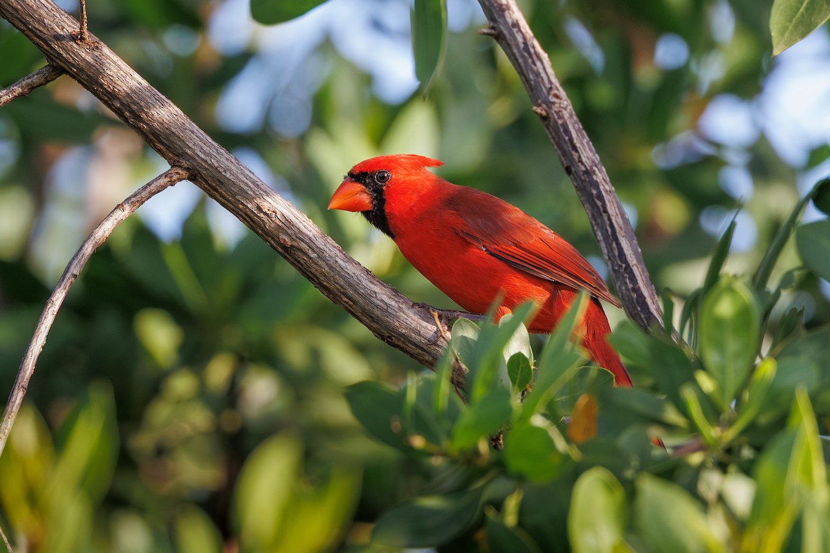 Northern Cardinal - ML644527347