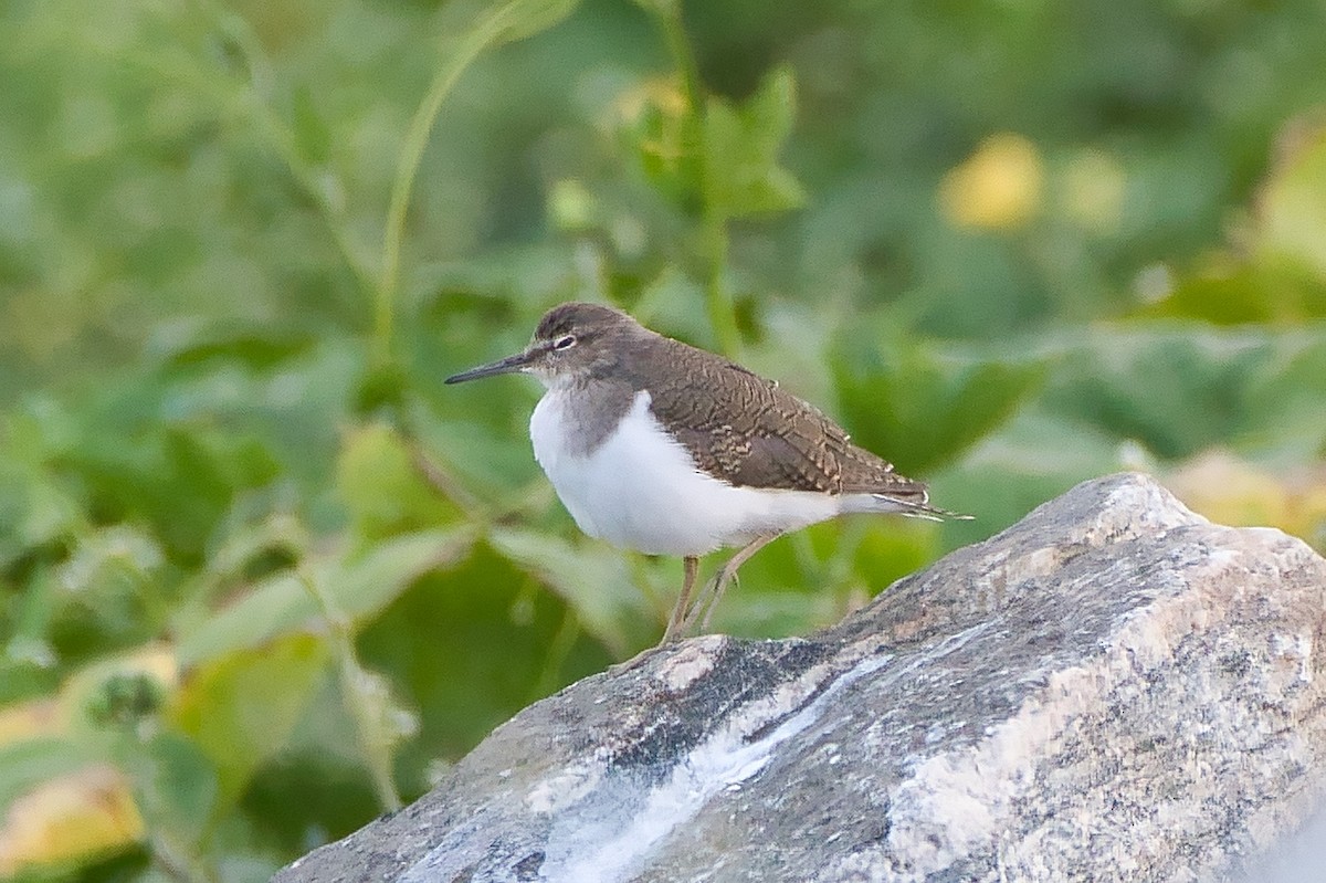 磯鷸 - ML644527361