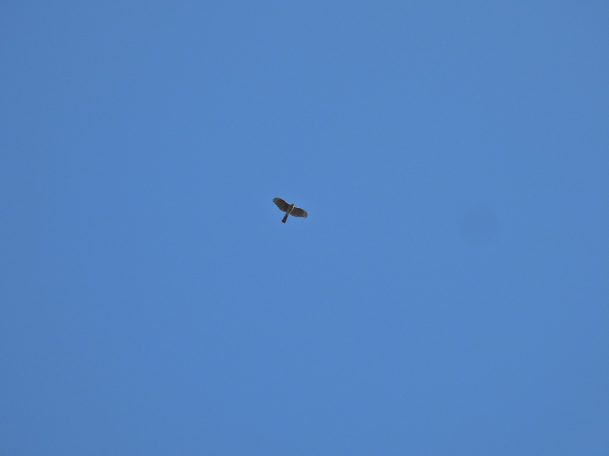 Gavilán Americano - ML644527373