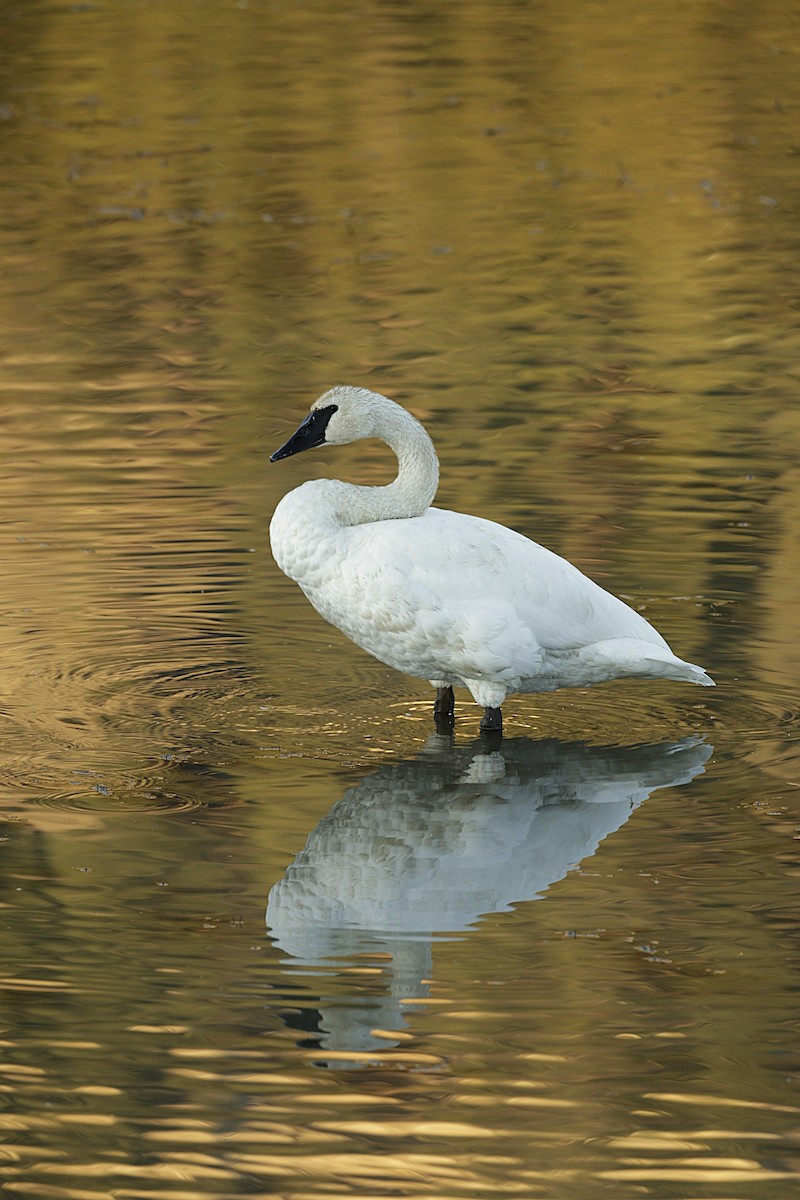 Trumpeter Swan - ML644527375