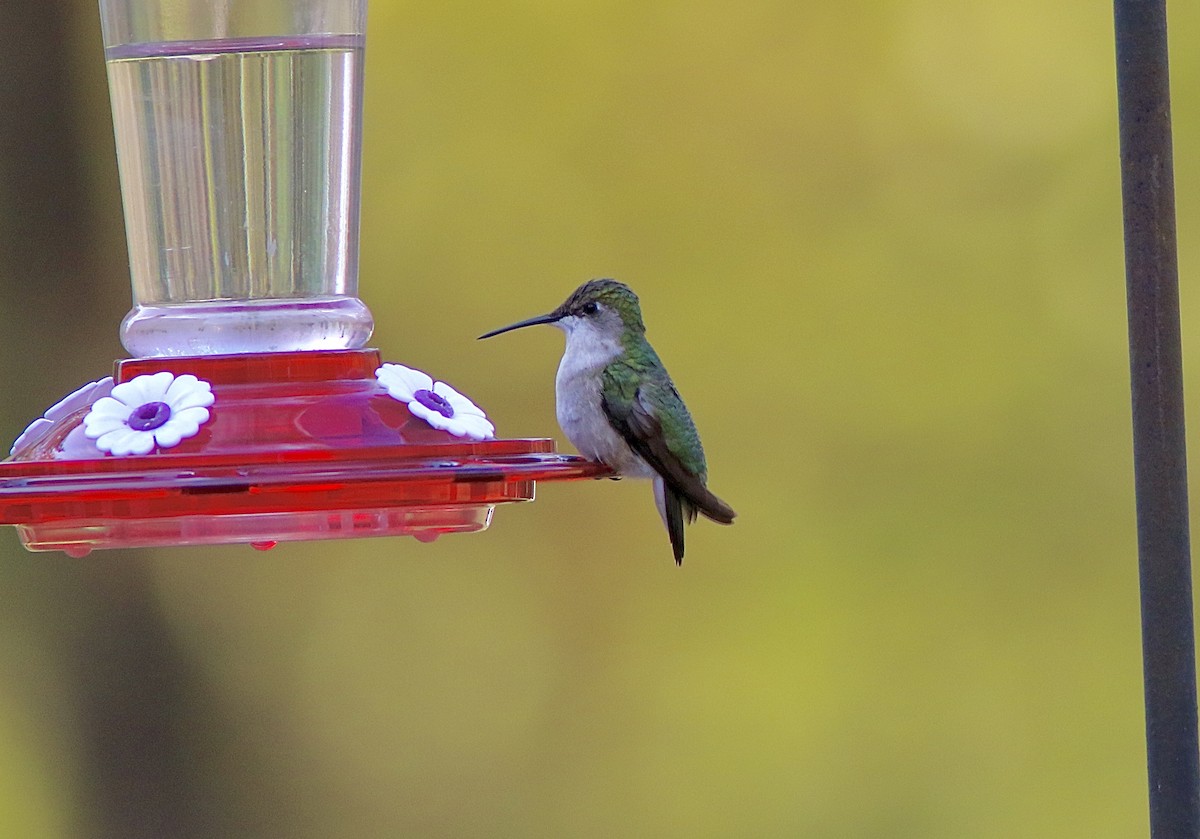 Ruby-throated Hummingbird - ML644527377