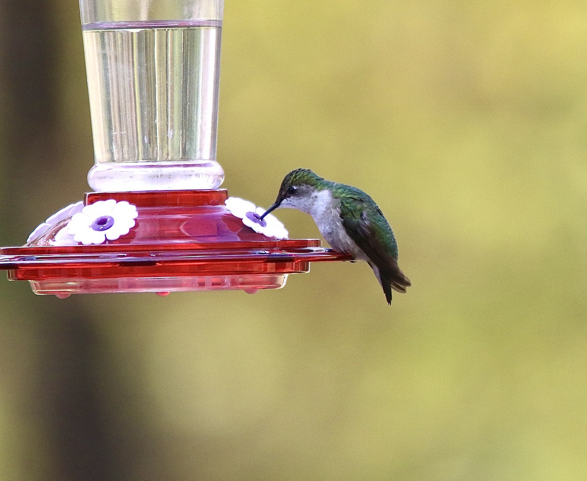 Ruby-throated Hummingbird - ML644527378