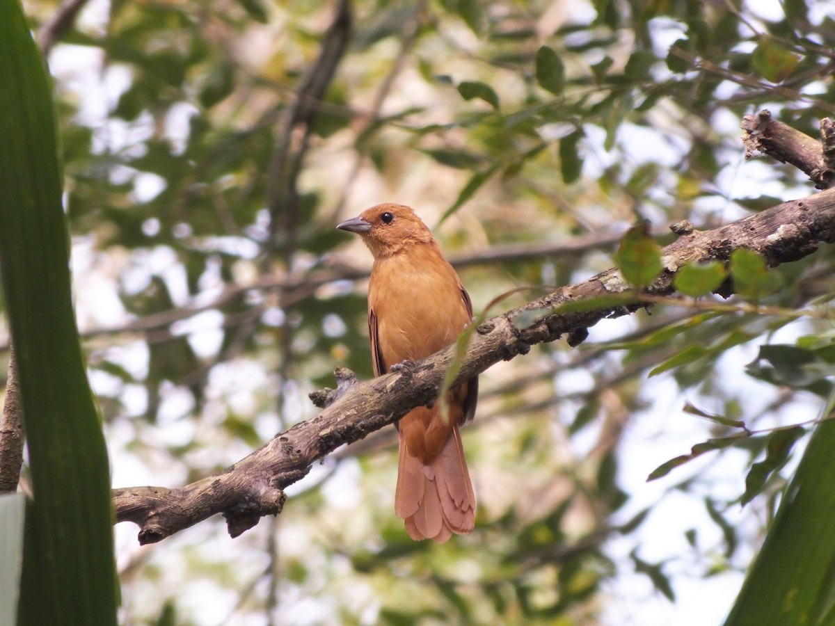 クロフウキンチョウ - ML644527379