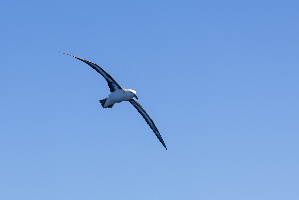 albatros černobrvý - ML644527383