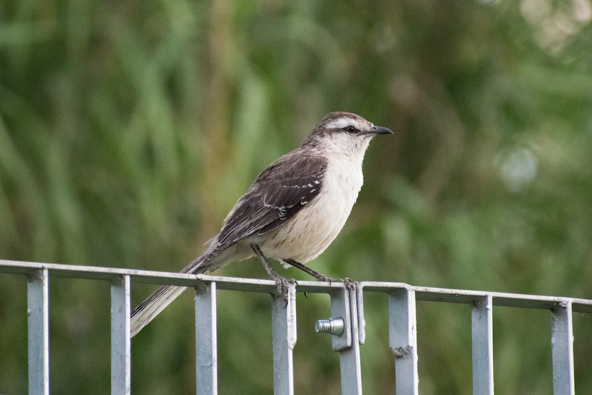 langbrynspottefugl - ML644527384