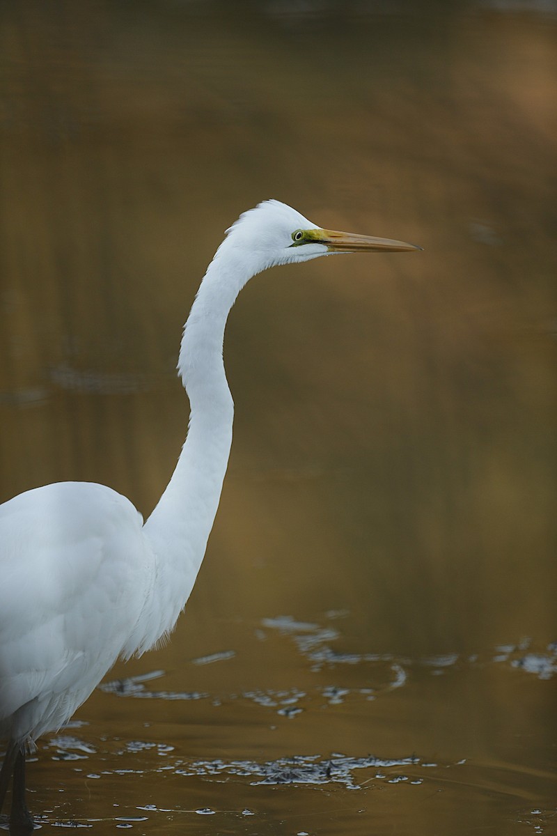 Great Egret - ML644527388