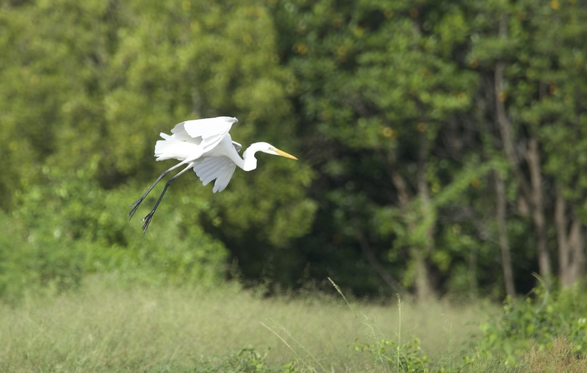 中白鷺 - ML644527389