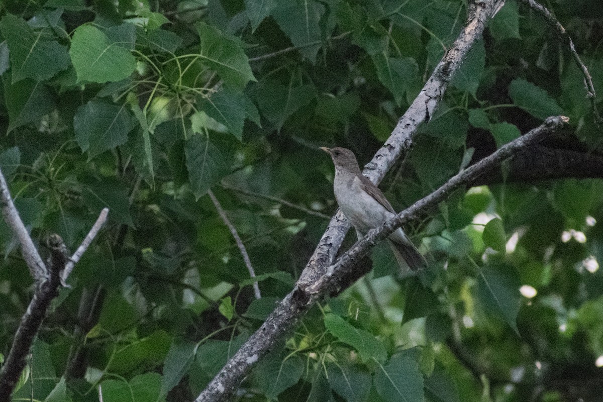 tøyletrost - ML644527390