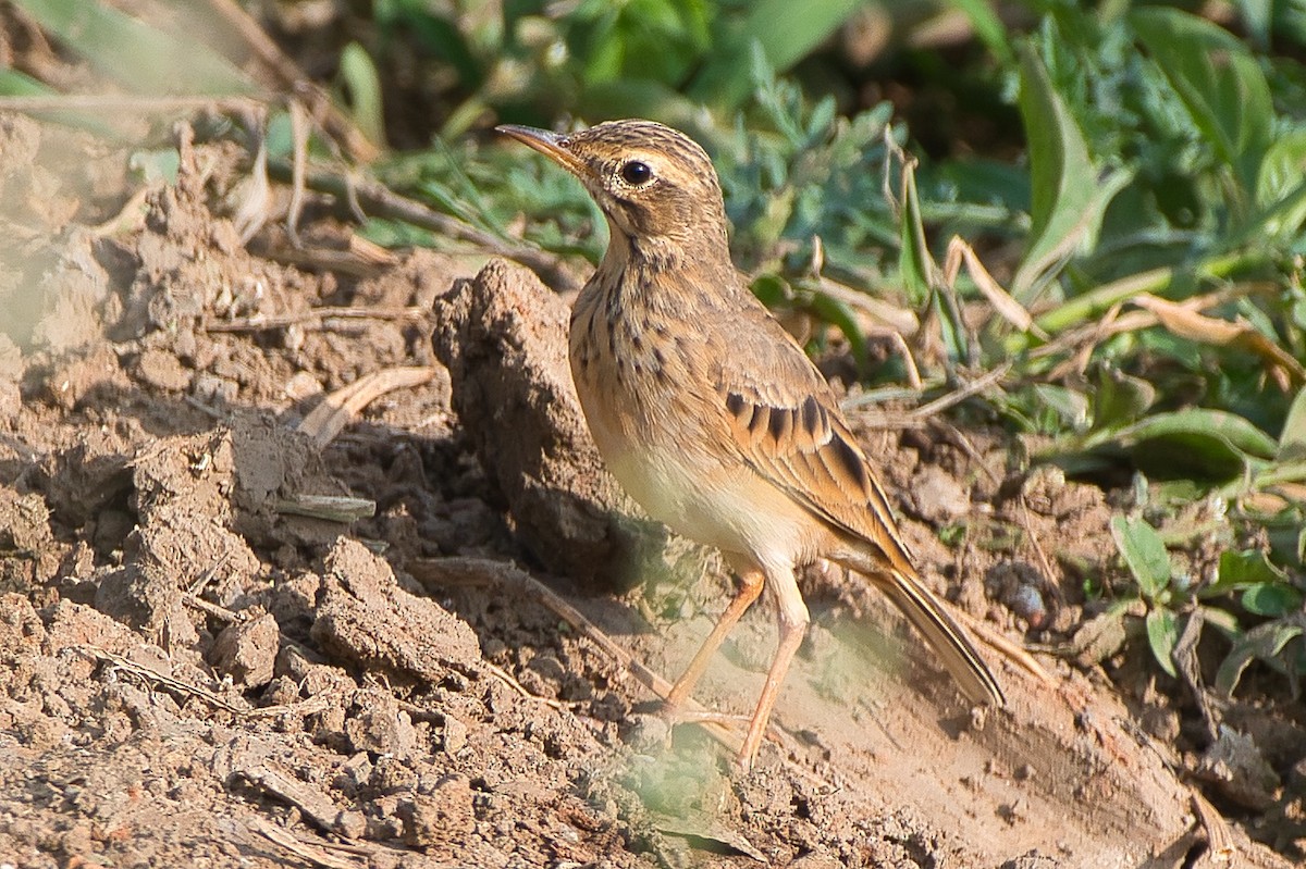 Bisbita Oriental - ML644527392