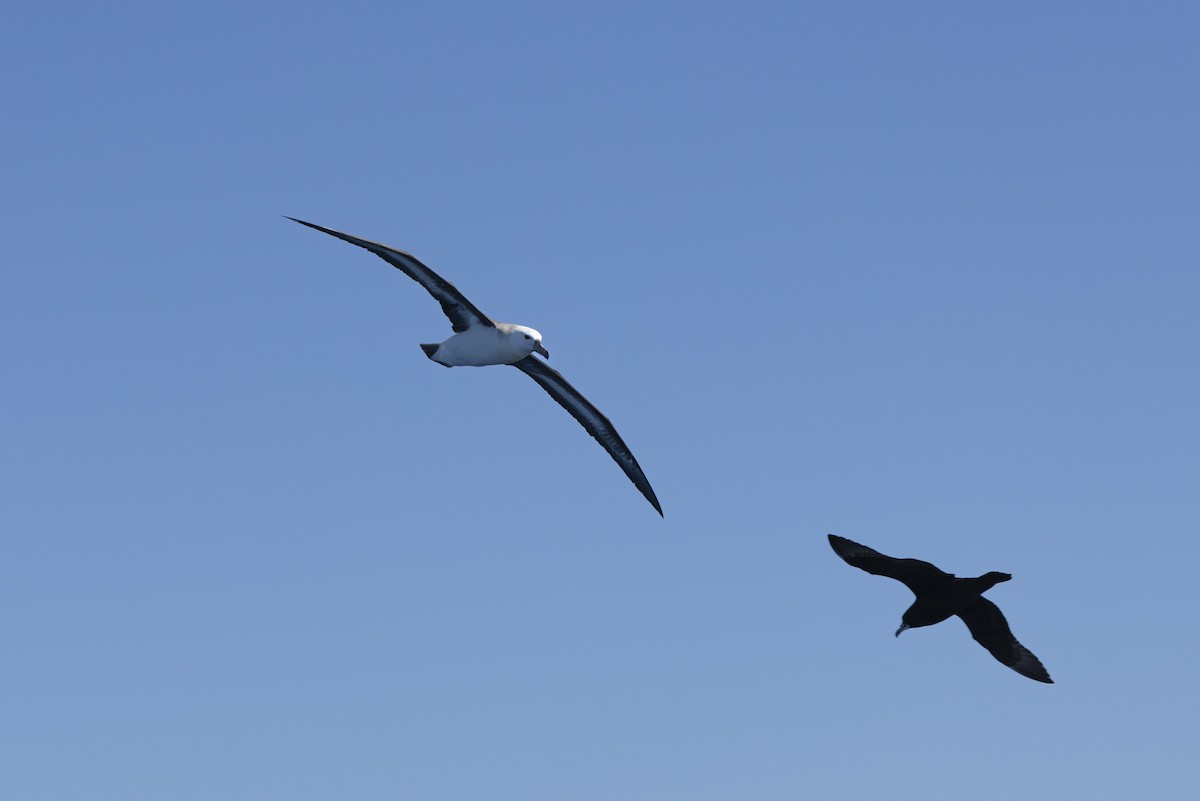 albatros černobrvý - ML644527401