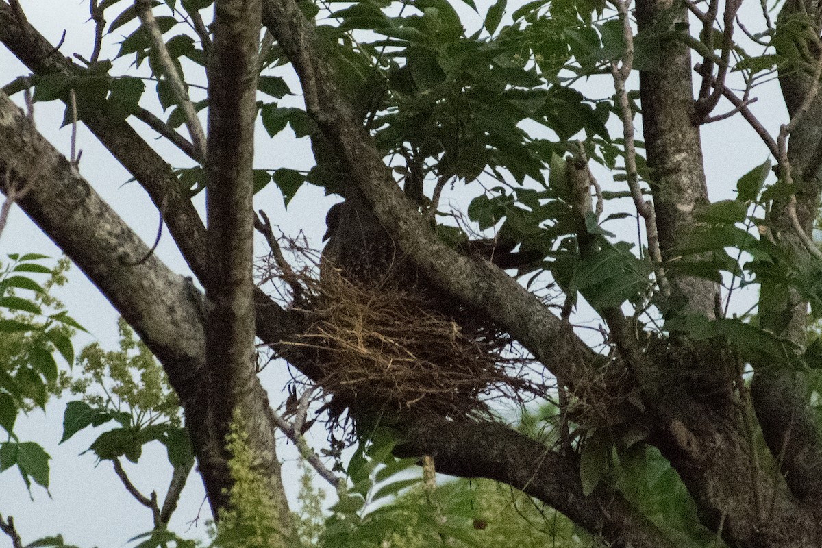 flekkvingedue - ML644527405