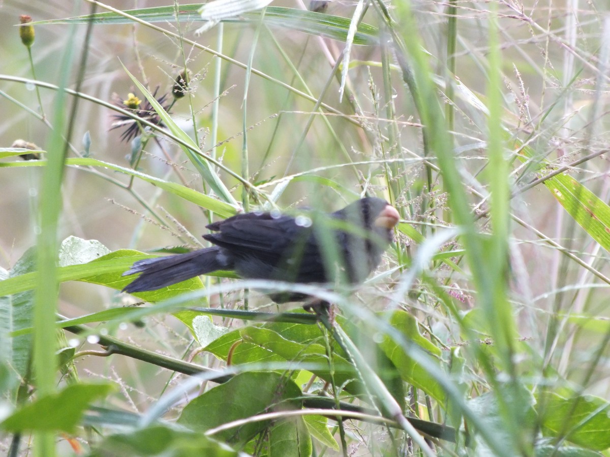 Gray Seedeater - ML644527410