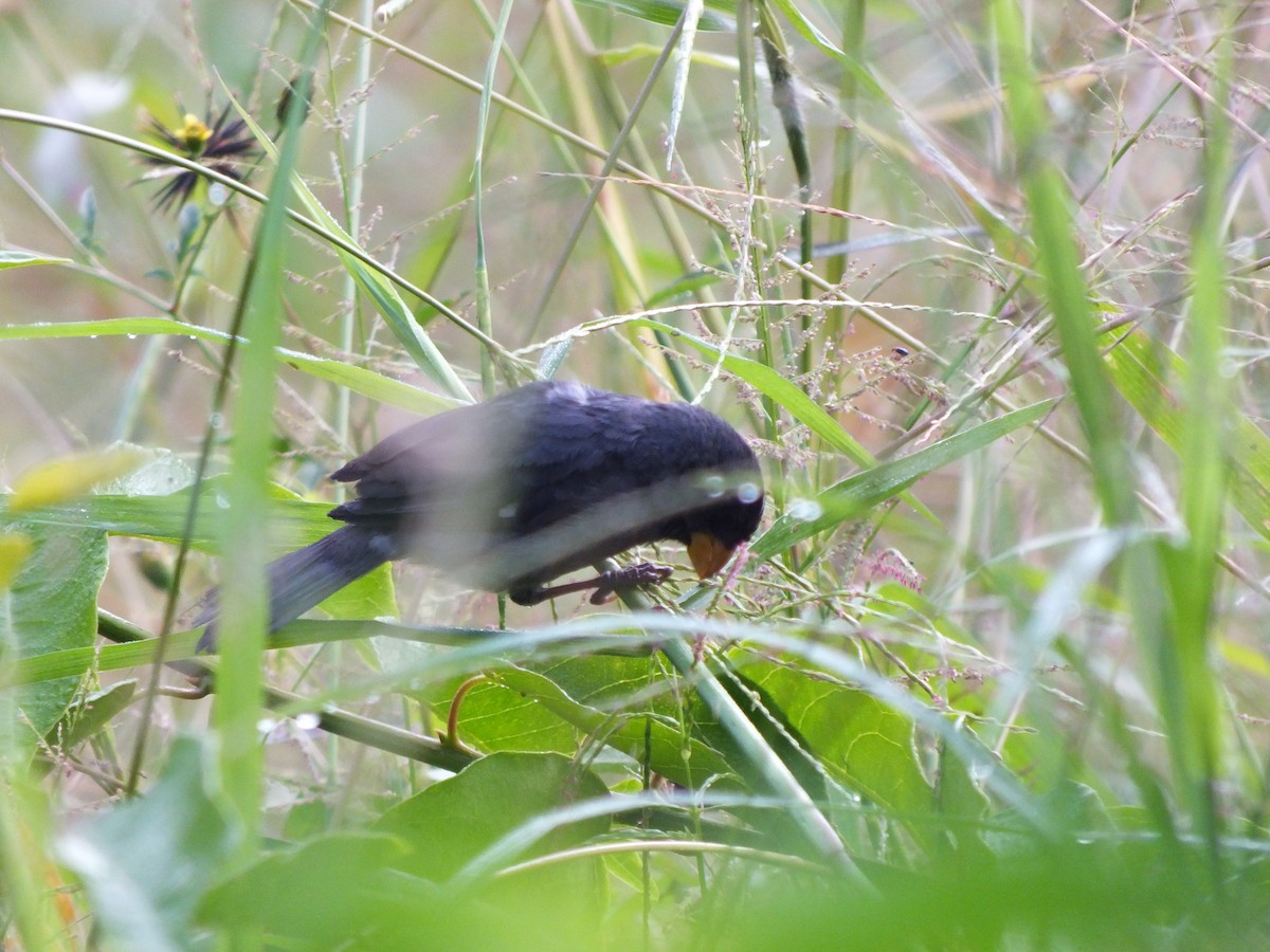 Gray Seedeater - ML644527411