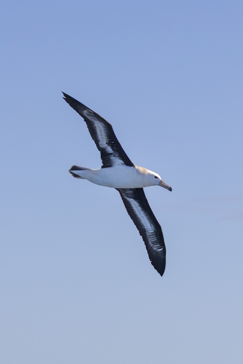 albatros černobrvý - ML644527419