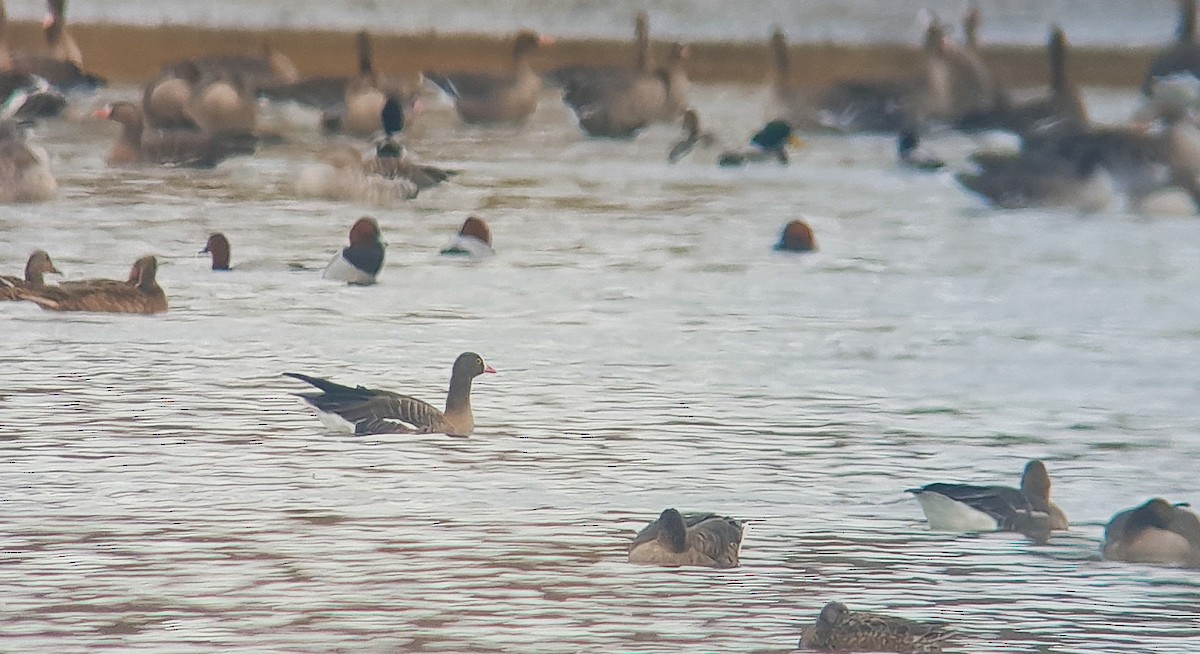 Гуска мала - ML644527424