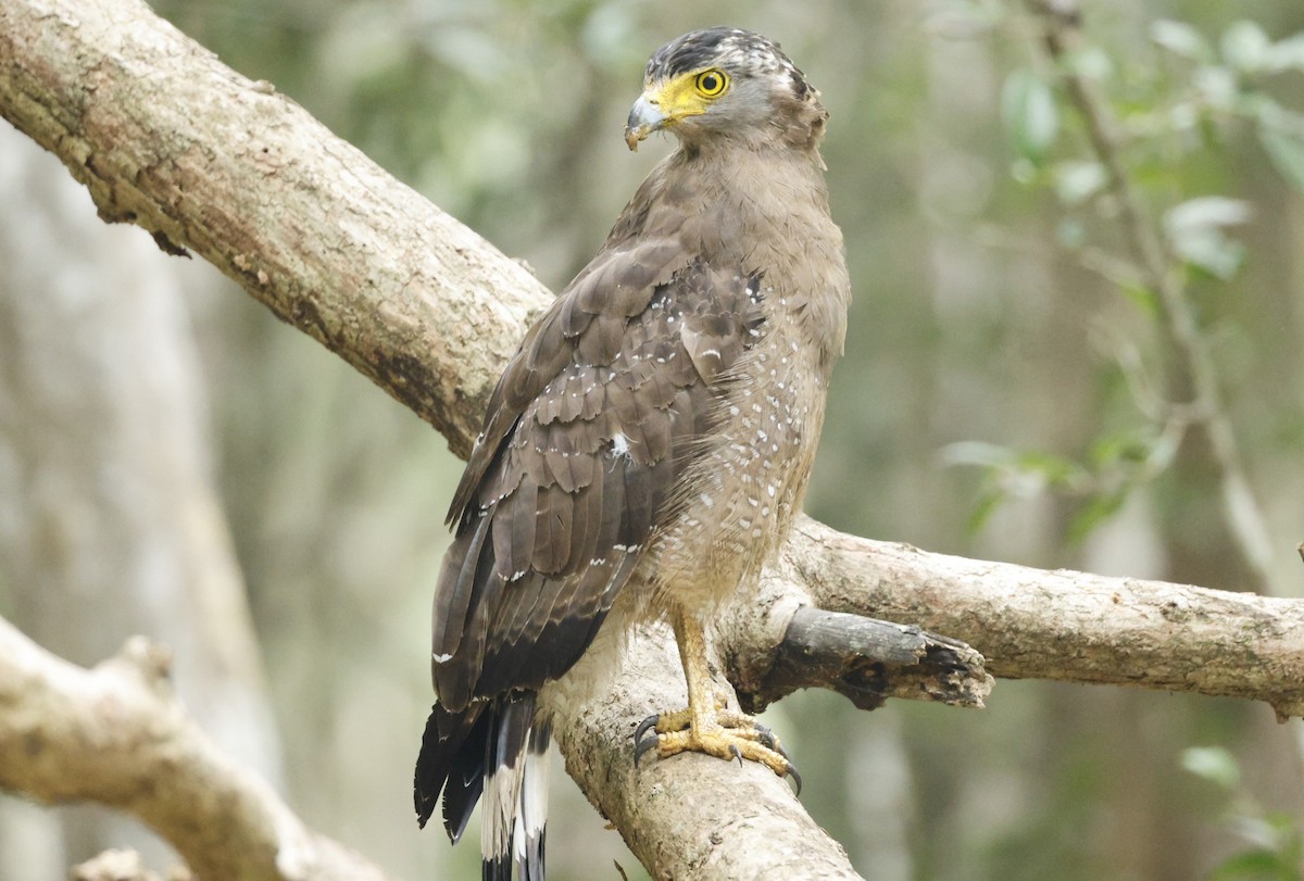 orientsnokørn (cheela gr.) - ML644527425