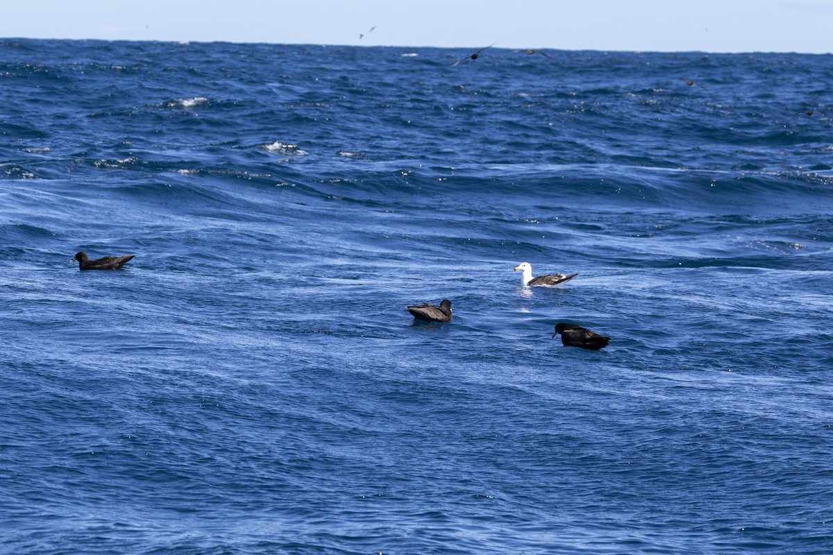 hvithakepetrell - ML644527431