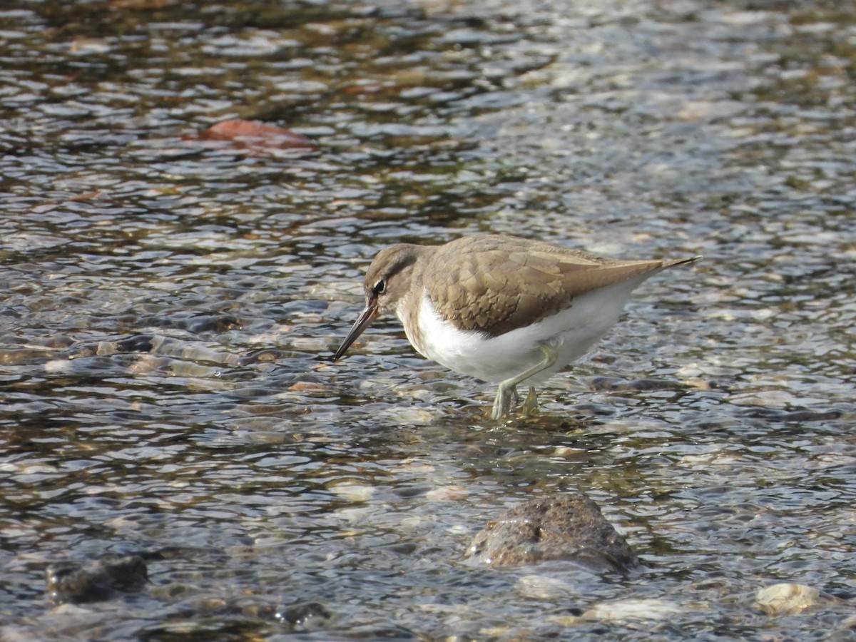 磯鷸 - ML644527432