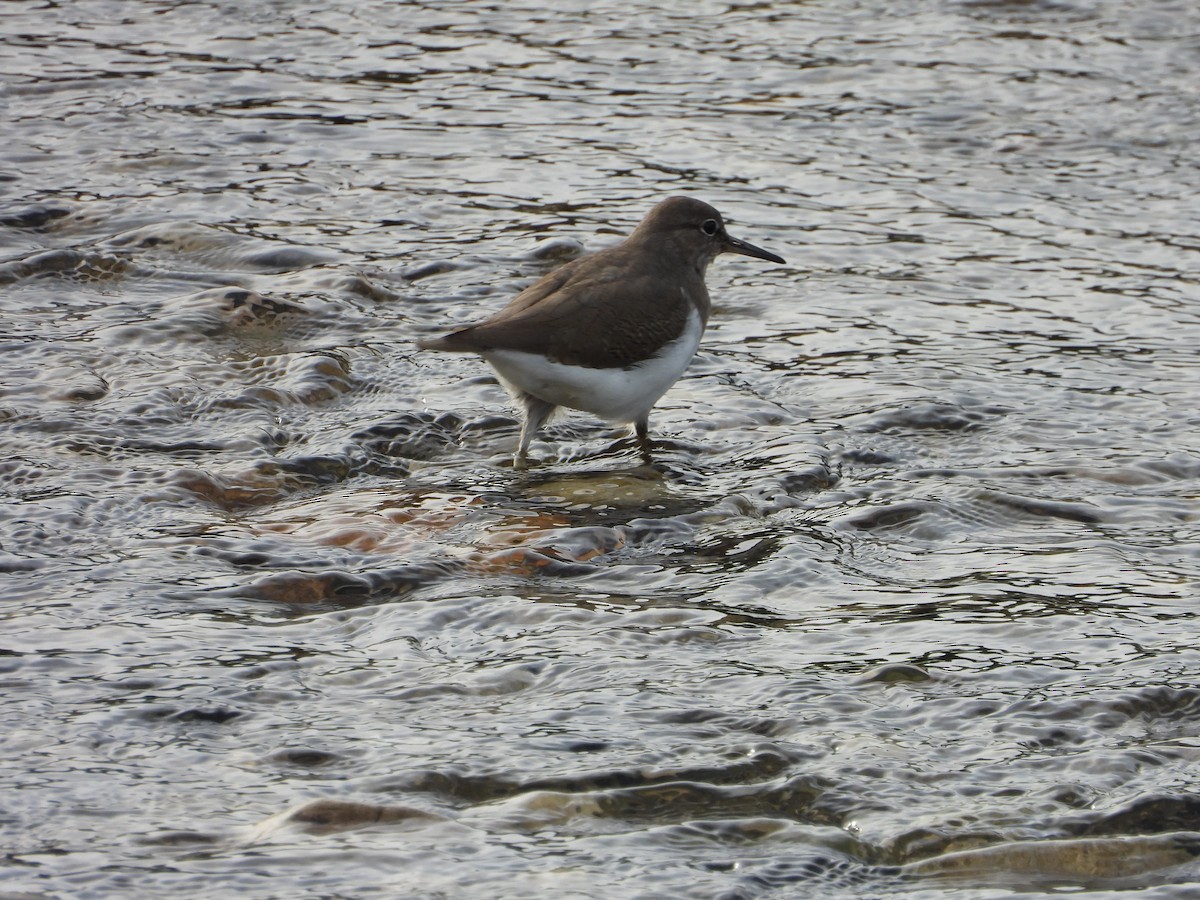 磯鷸 - ML644527433