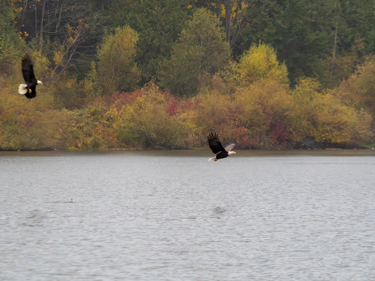 hvithodehavørn - ML644527438