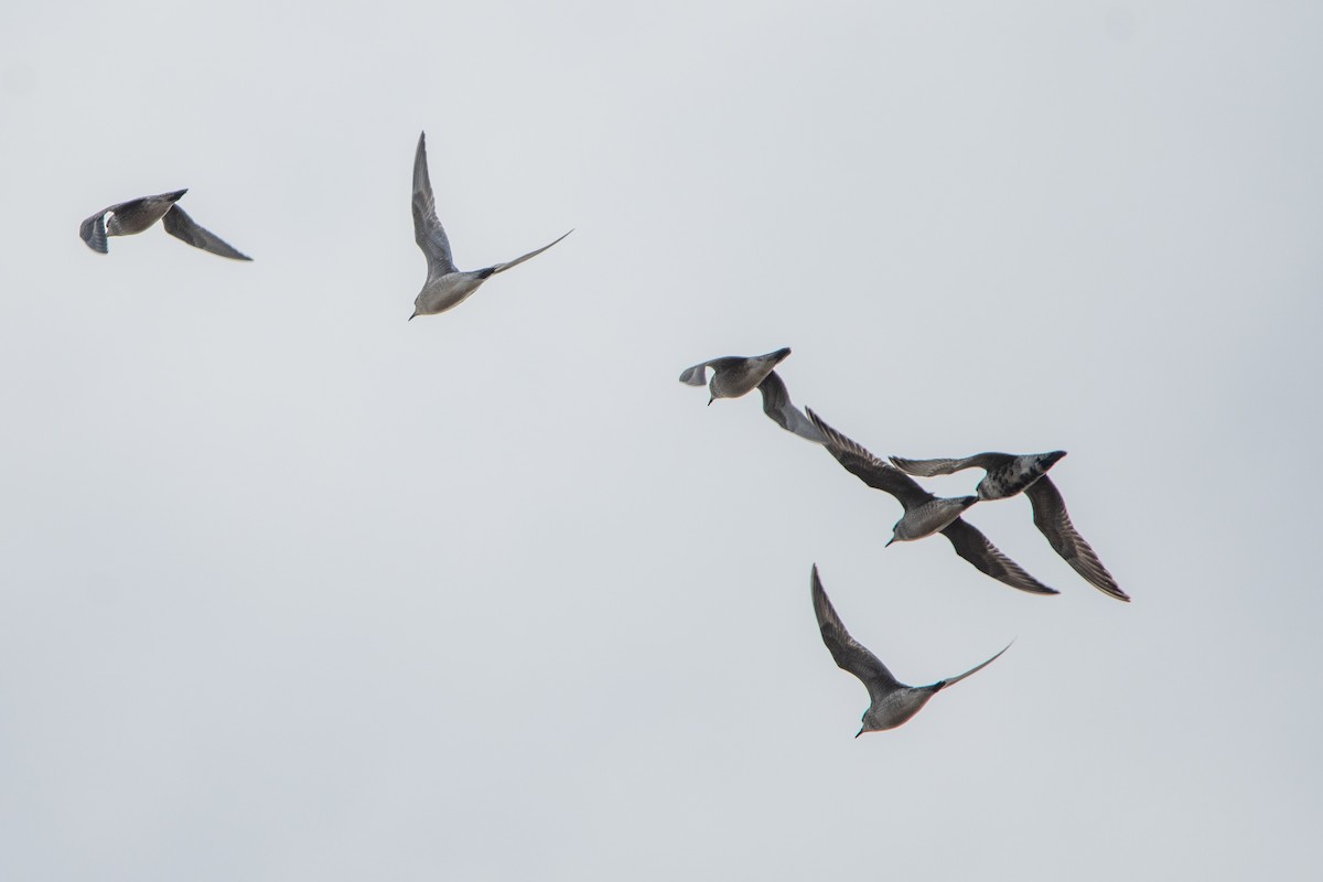 kanadalo - ML644527440