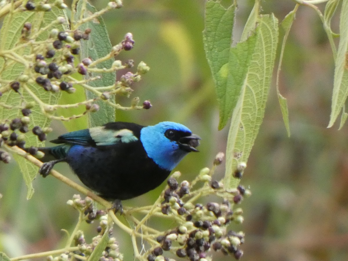 bispetanagar - ML644527441