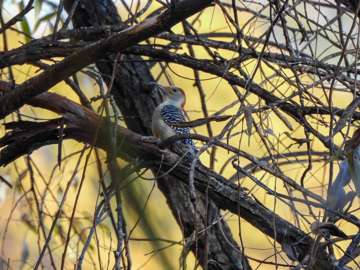 lundspett - ML644527442